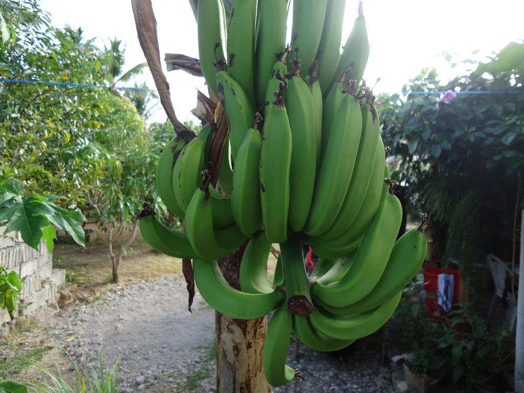 Posada Sunshine Paradise Providencia Island Eksteriør billede