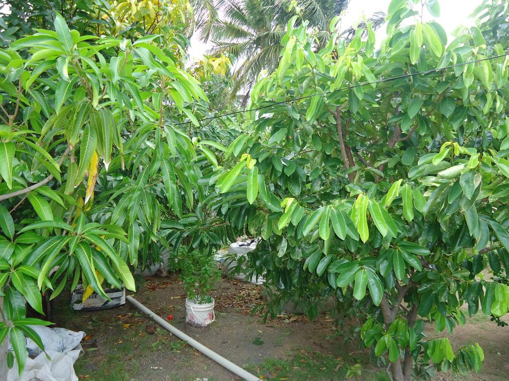 Posada Sunshine Paradise Providencia Island Eksteriør billede