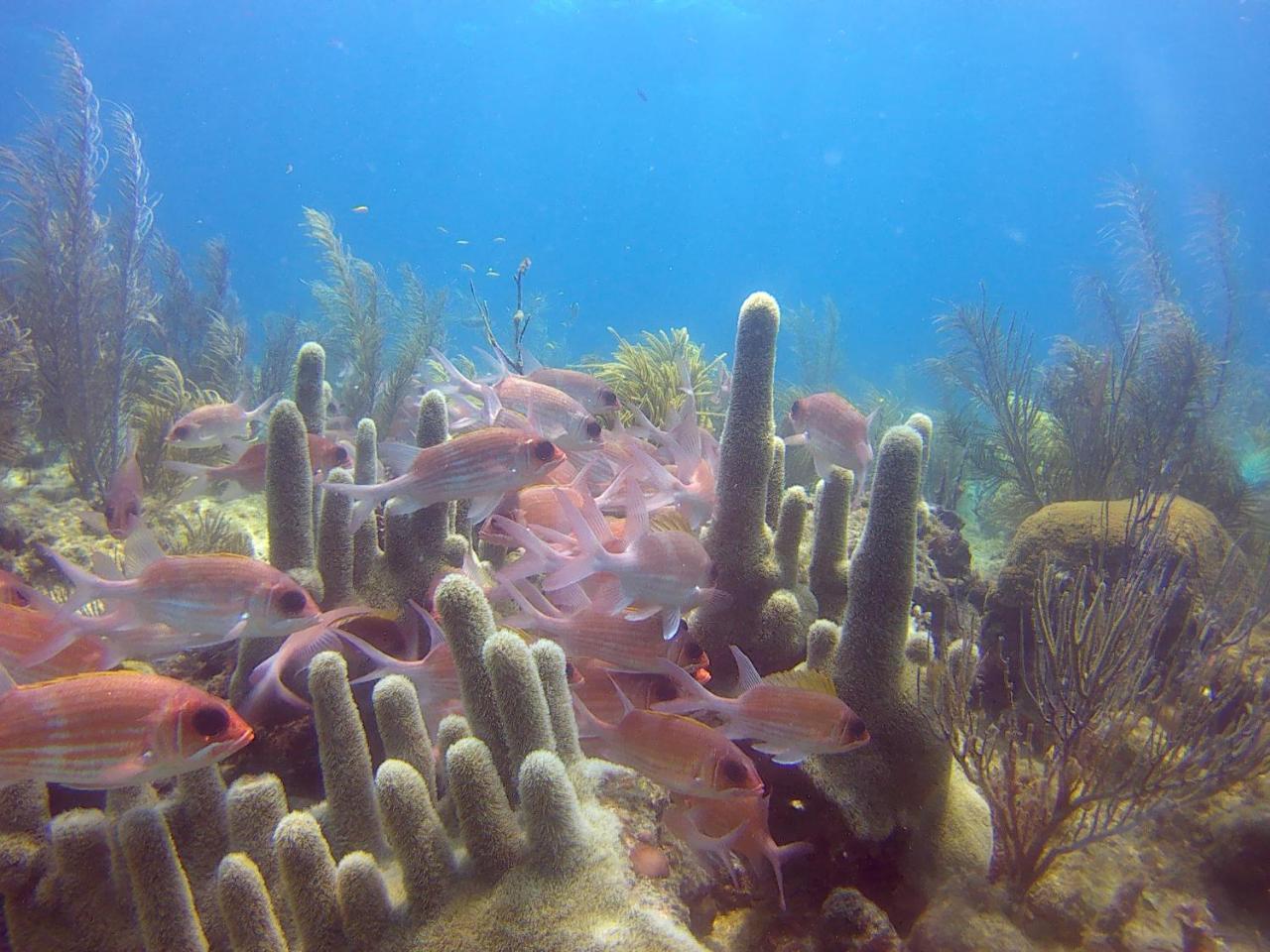 Posada Sunshine Paradise Providencia Island Eksteriør billede